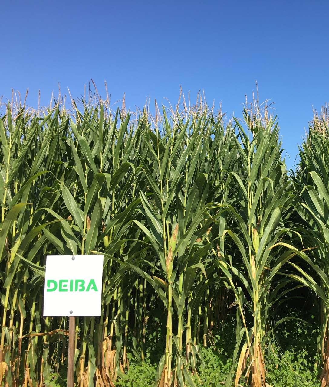 Deiba Agroglobal